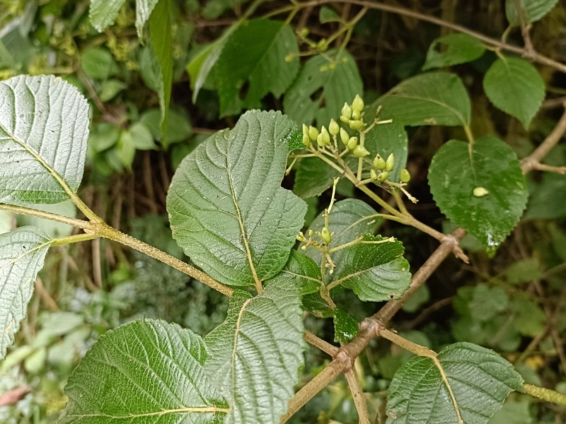 Viburnum plicatum var. formosanum photo 6
