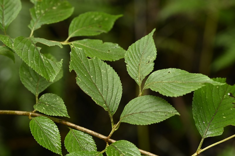 Viburnum plicatum var. formosanum photo 8