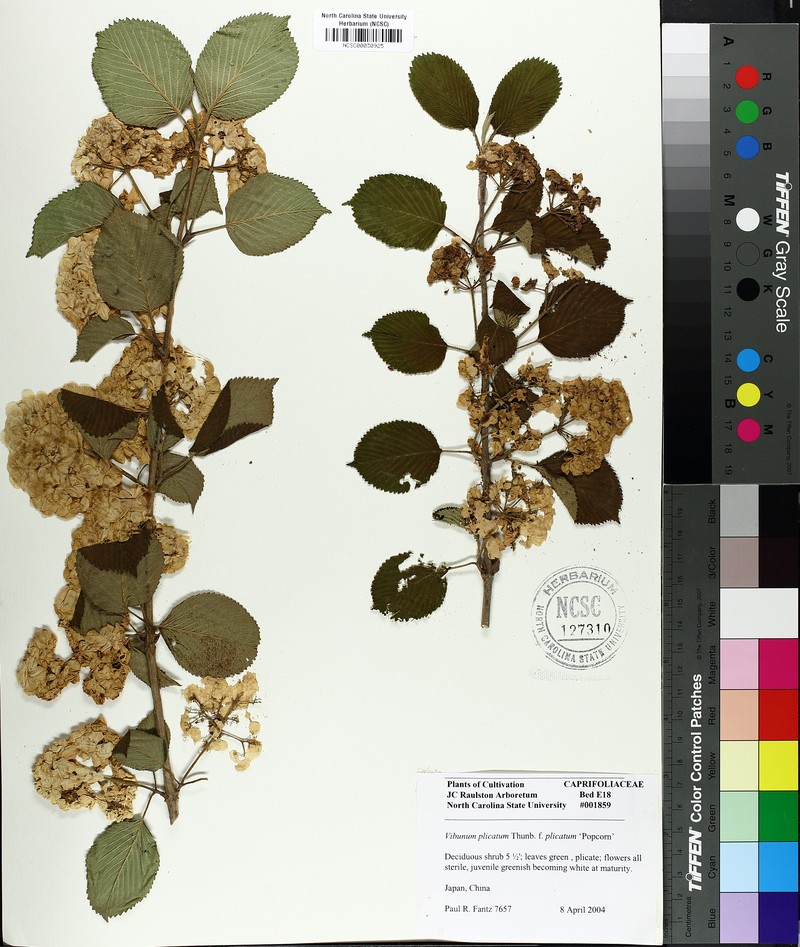 Viburnum plicatum var. plicatum