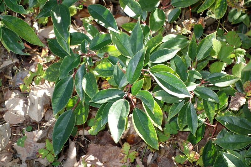 Viburnum propinquum