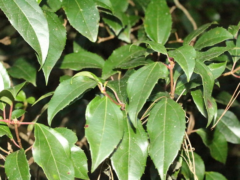 Viburnum propinquum photo 3