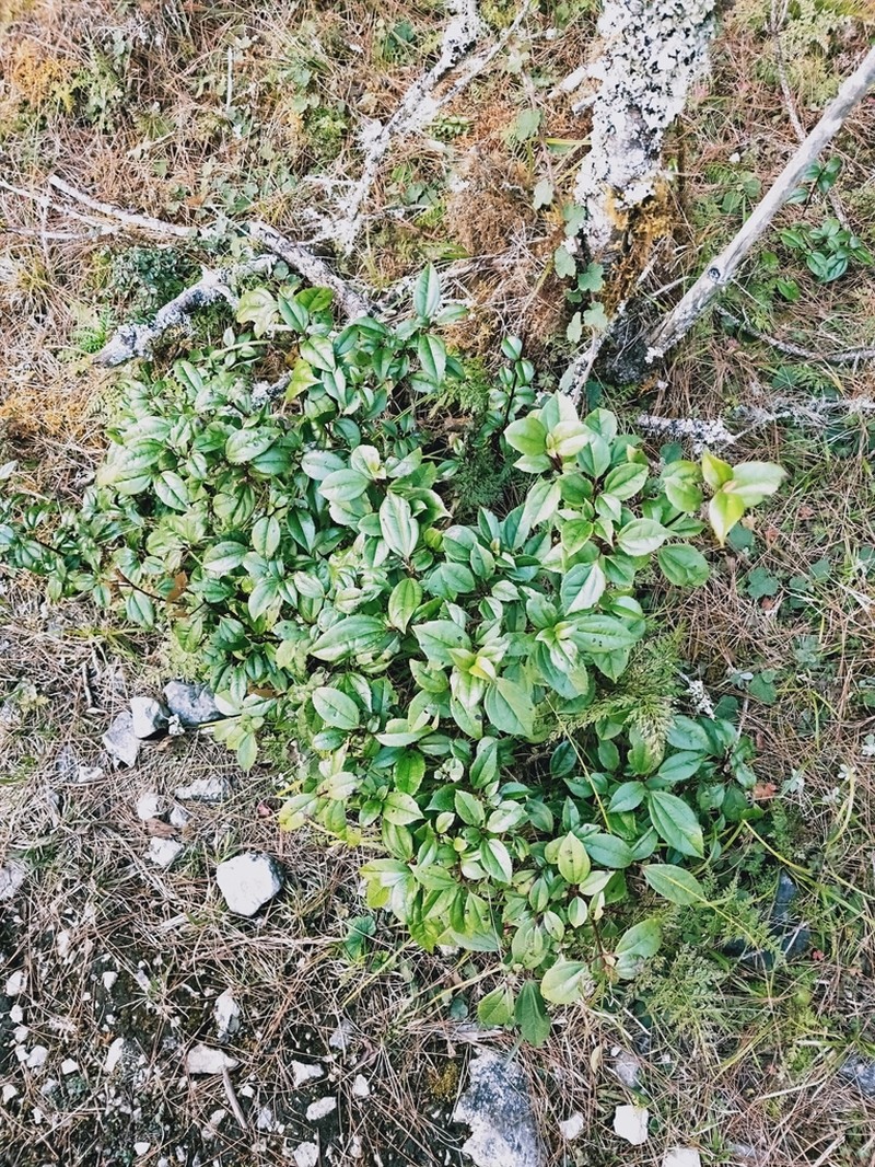 Viburnum propinquum photo 4