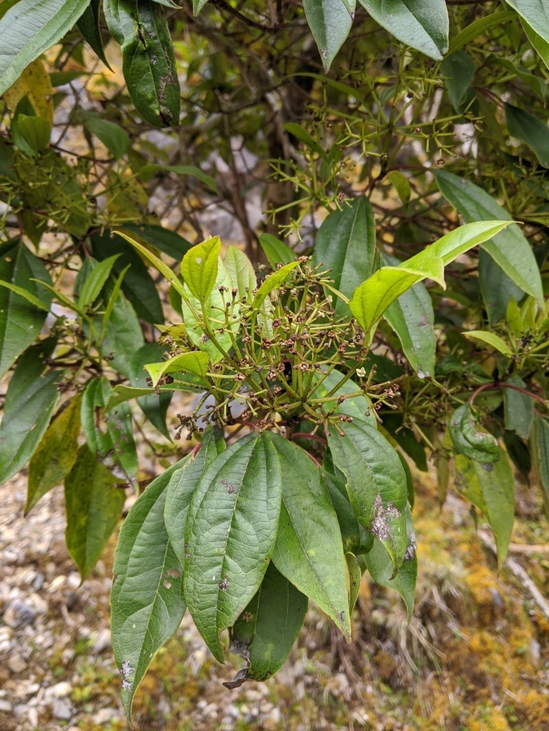 Viburnum propinquum photo 5