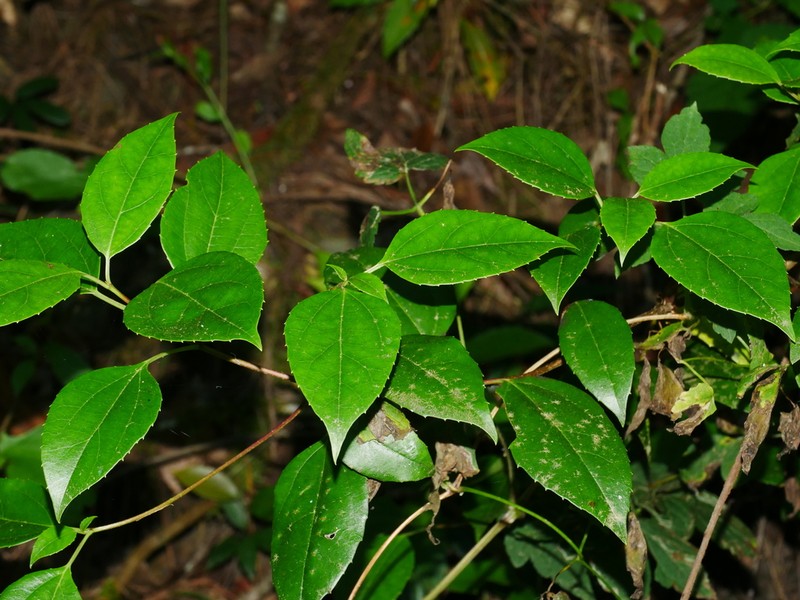 Viburnum propinquum photo 6