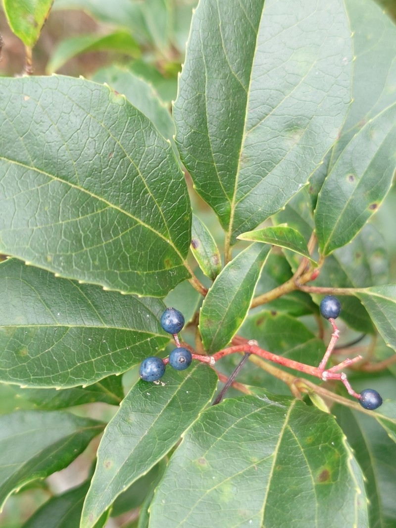 Viburnum propinquum photo 7