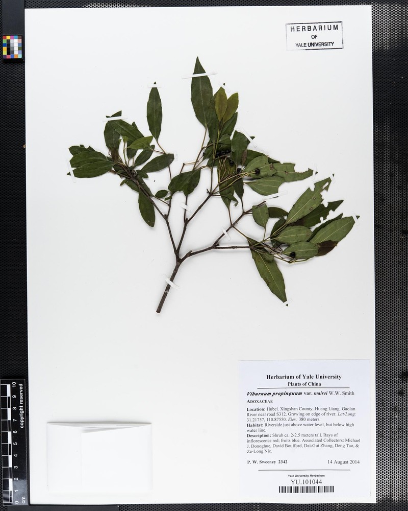 Viburnum propinquum var. mairei