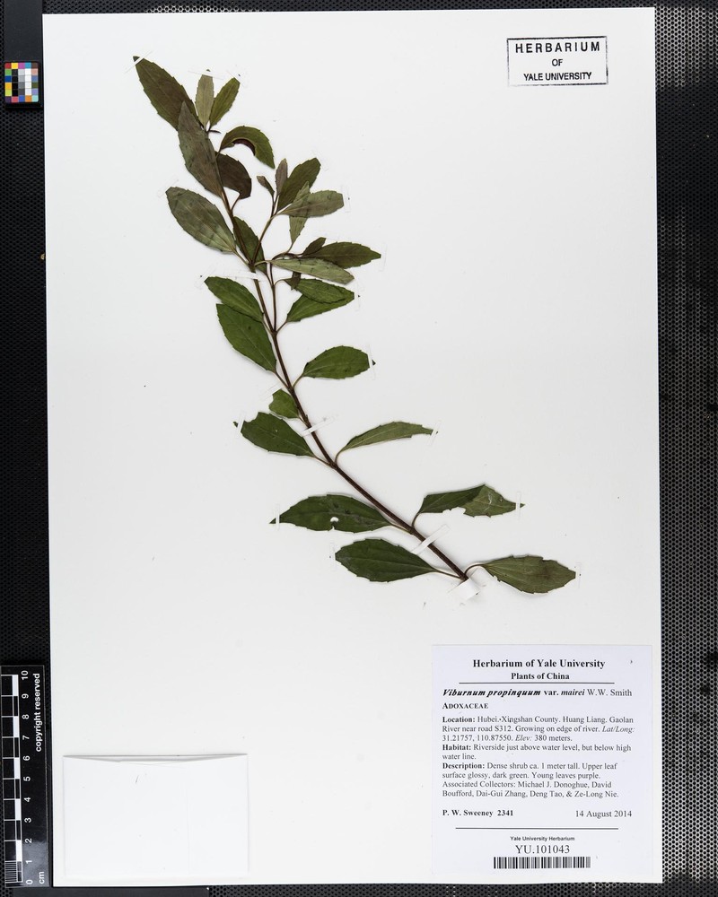 Viburnum propinquum var. mairei photo 2