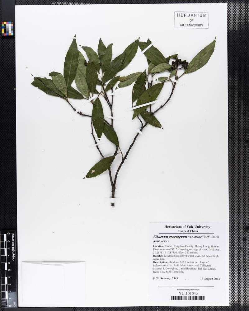 Viburnum propinquum var. mairei photo 3