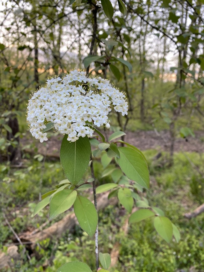 Blackhaw photo 5