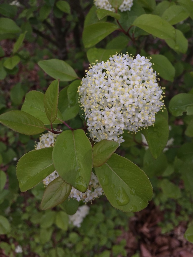 Blackhaw photo 6