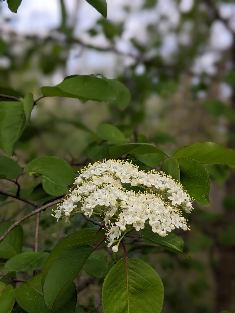 Blackhaw photo 7