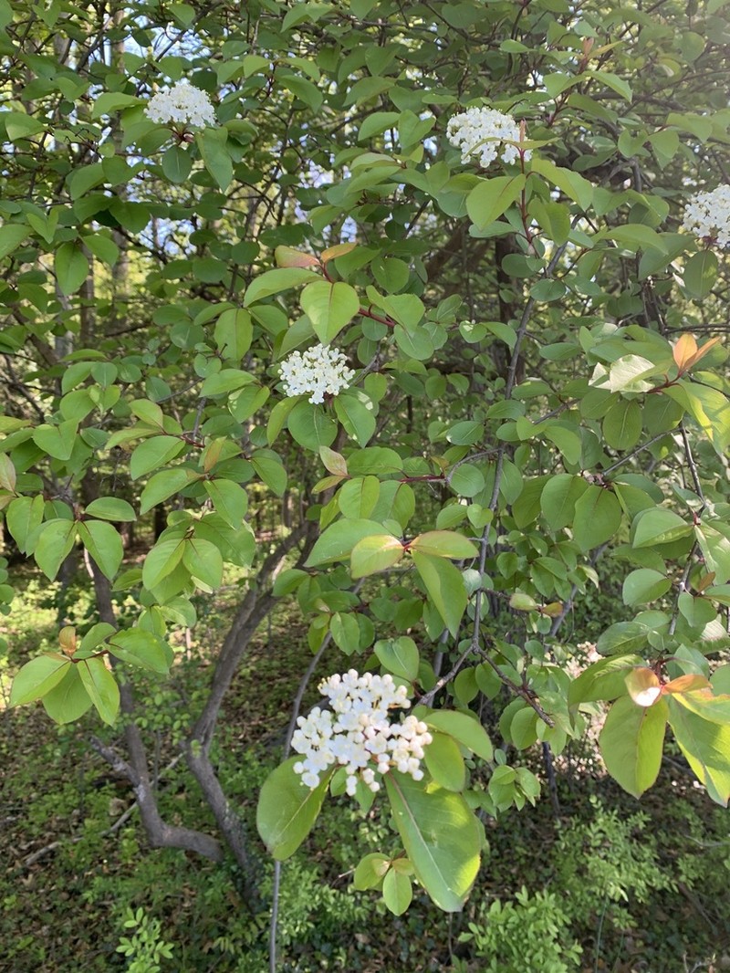 Blackhaw photo 8