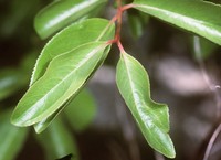 Blackhaw