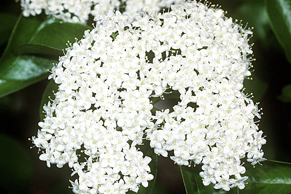 Blackhaw photo 5