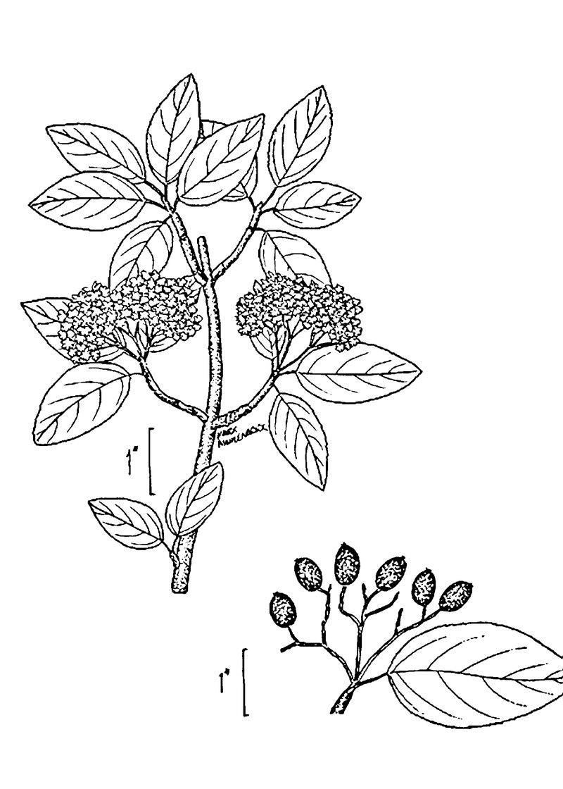 Blackhaw photo 4