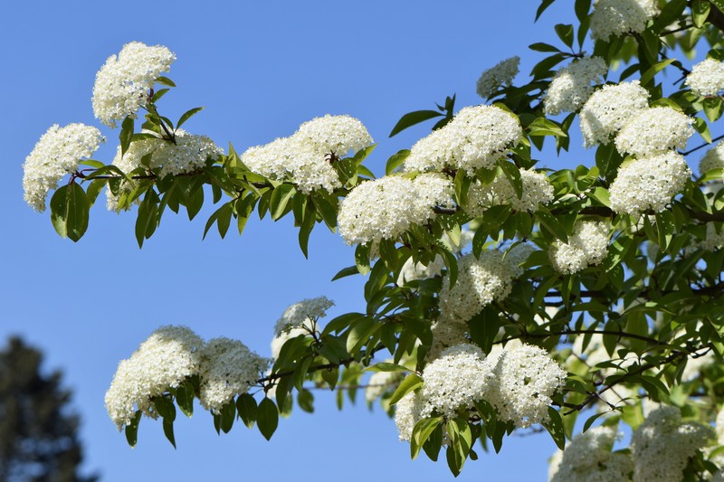 Blackhaw photo 2