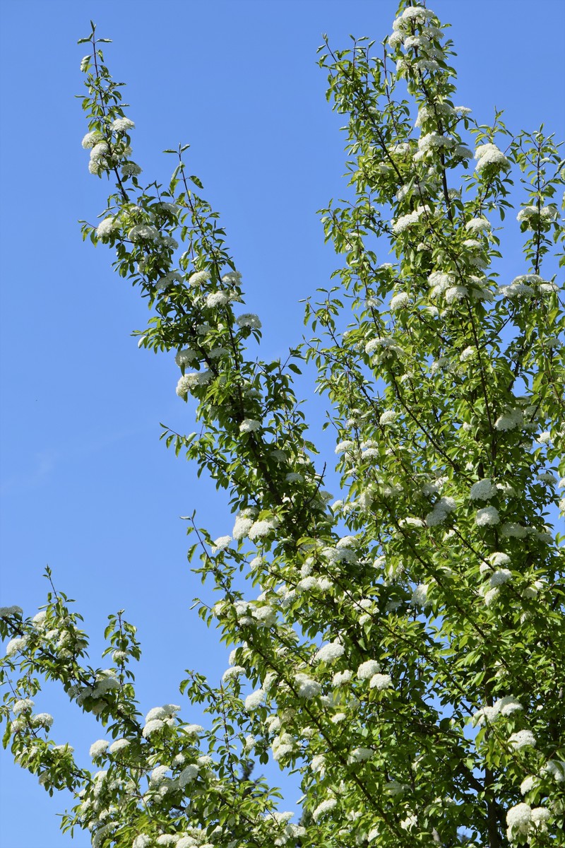 Blackhaw photo 3