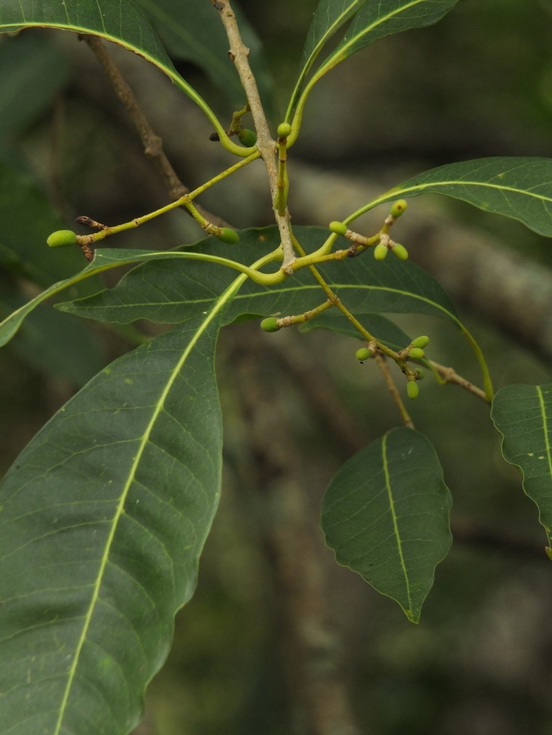 Viburnum punctatum photo 2