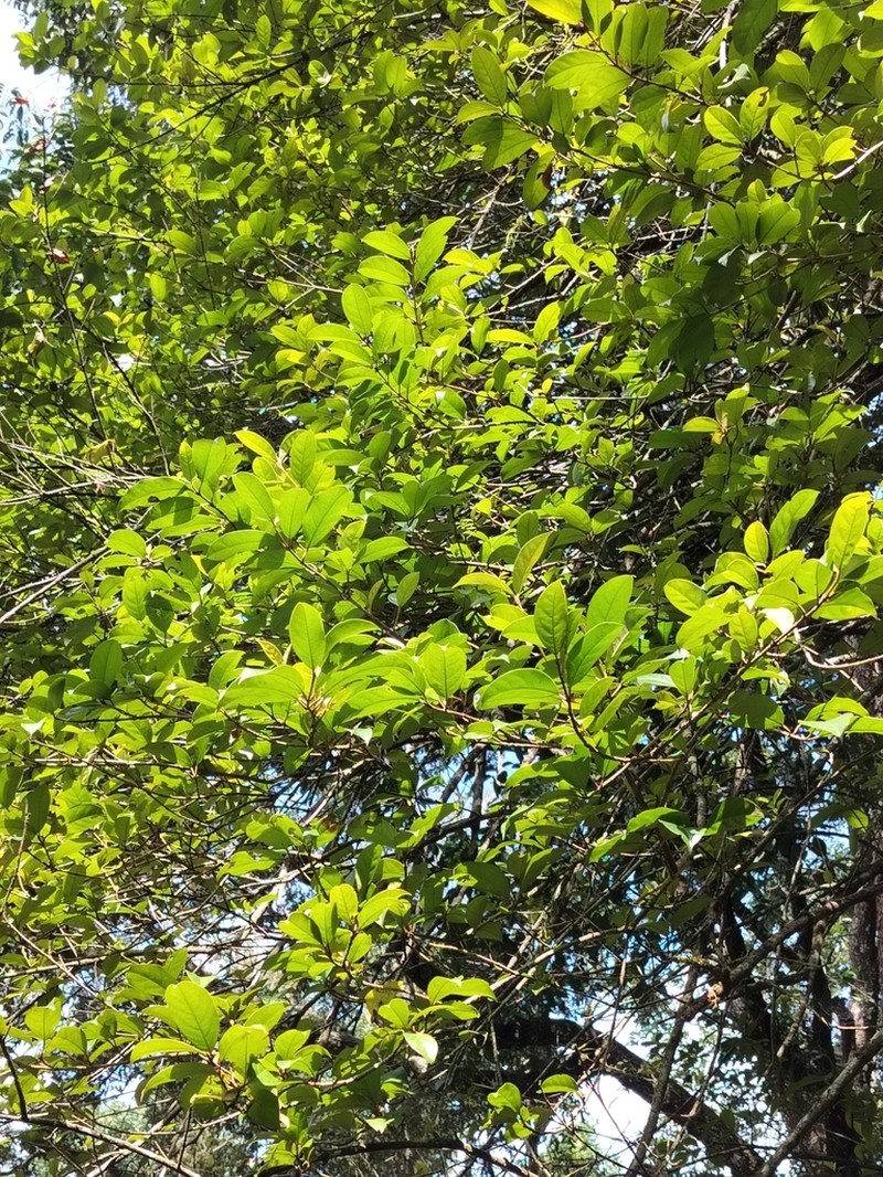 Viburnum punctatum photo 3