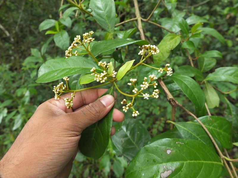 Viburnum punctatum photo 4