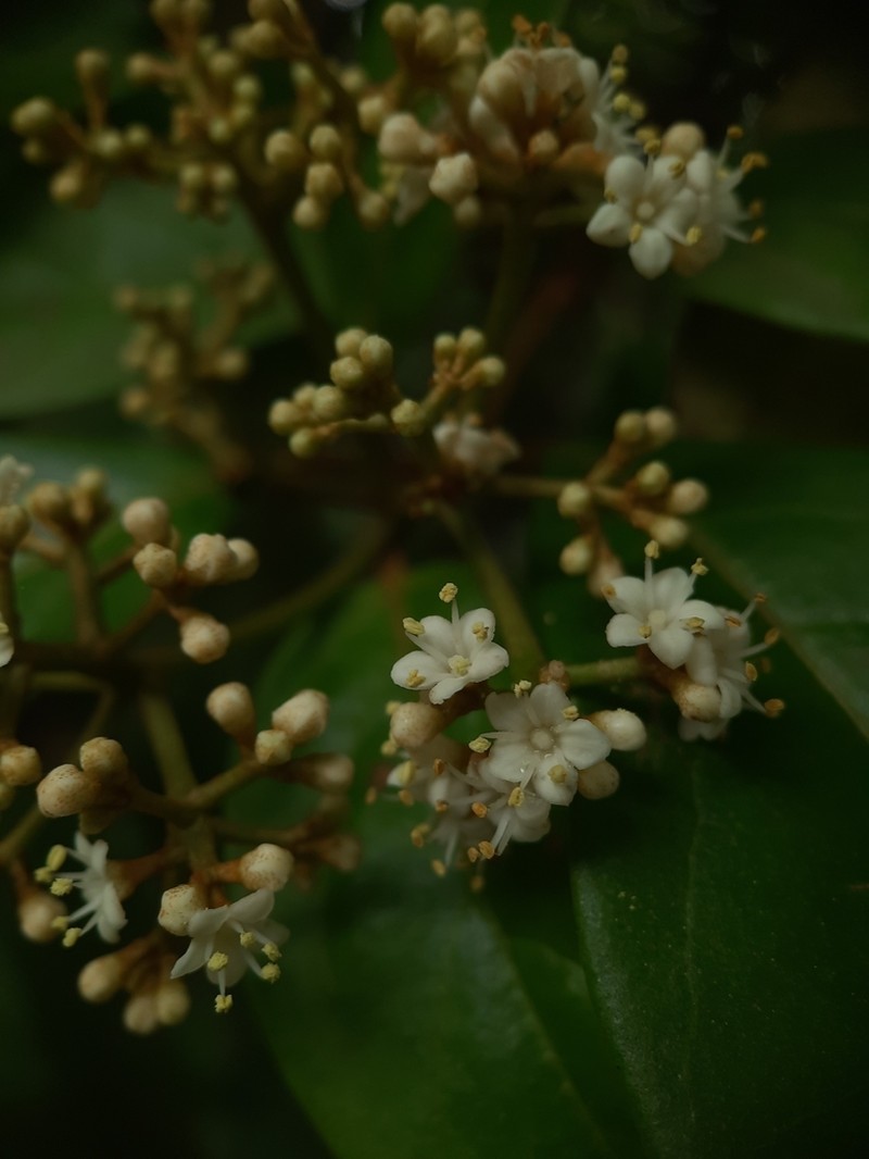 Viburnum punctatum photo 5