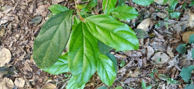 Viburnum punctatum photo 6