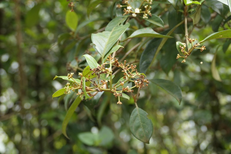 Viburnum punctatum photo 7