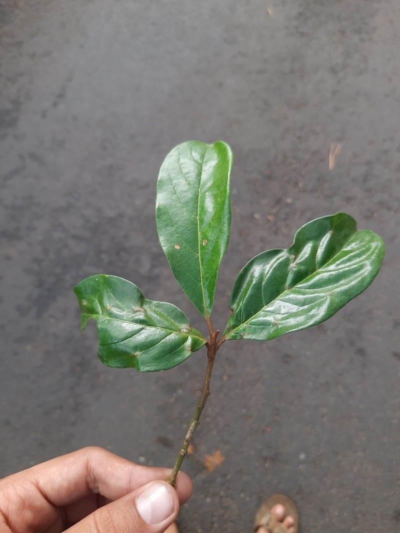 Viburnum punctatum photo 8