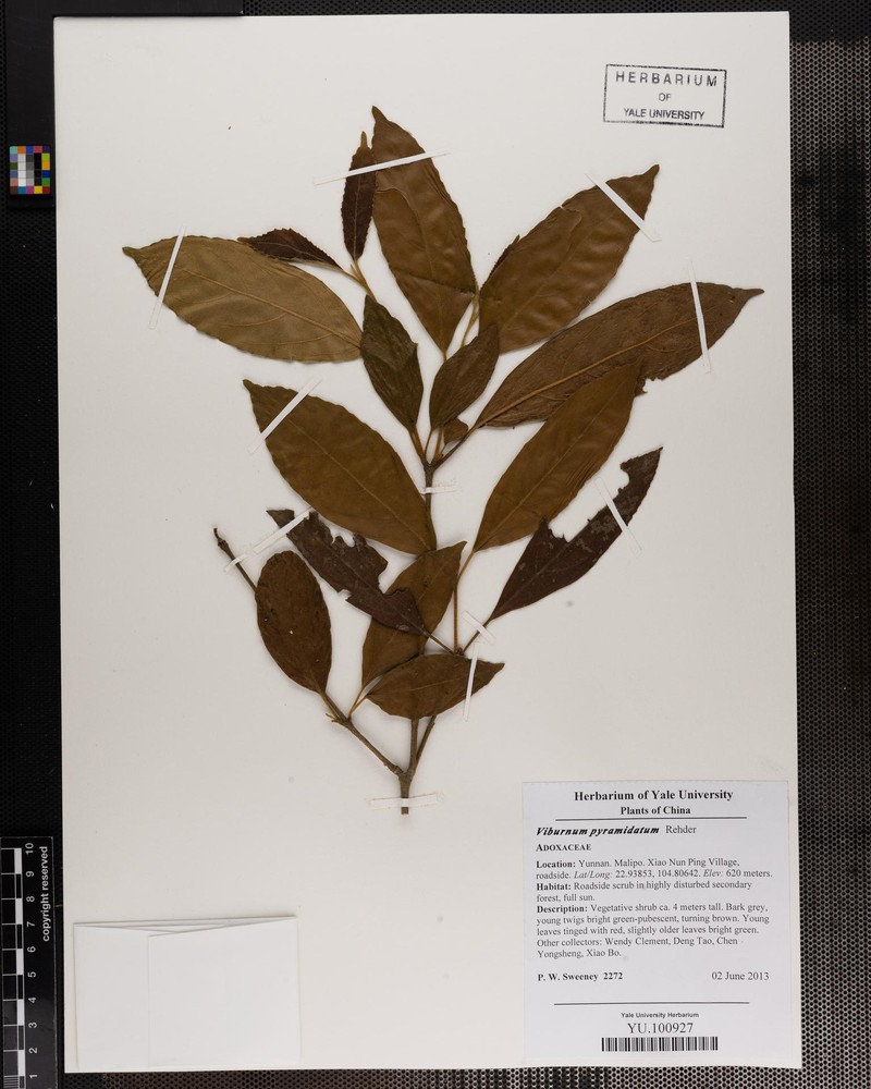 Viburnum pyramidatum