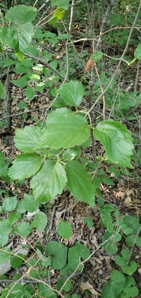 Downy Arrowwood