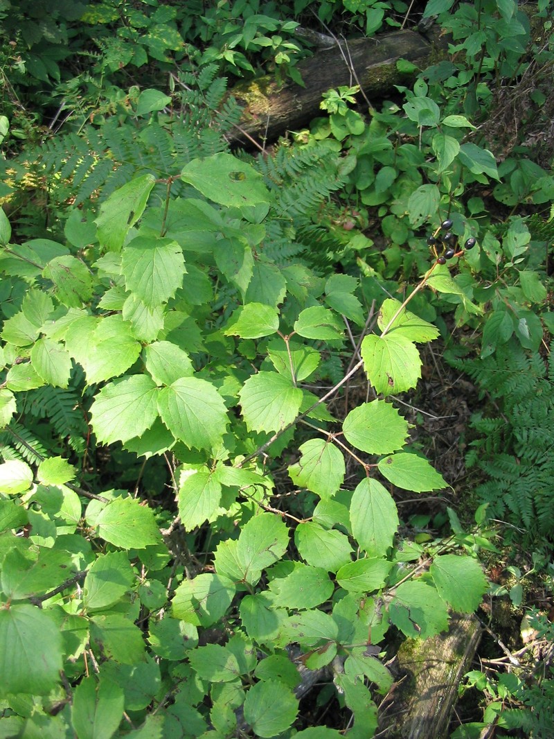 Downy Arrowwood
