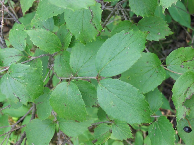 Downy Arrowwood photo 3