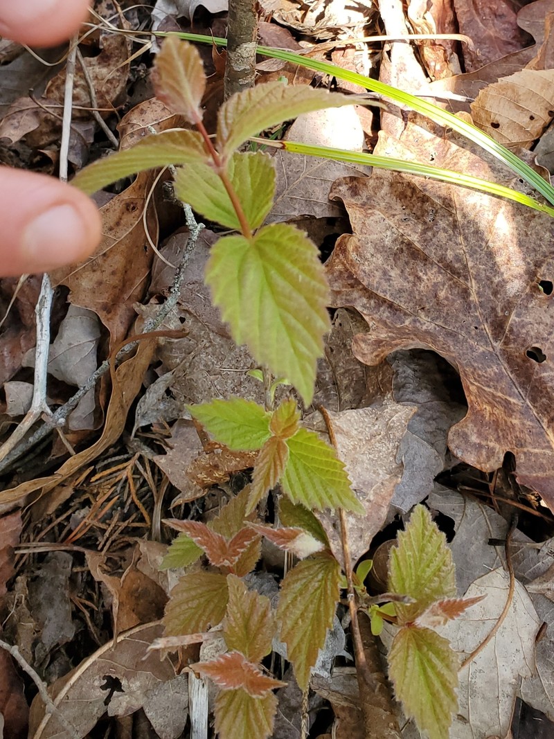 Viburnum rafinesqueanum var. affine