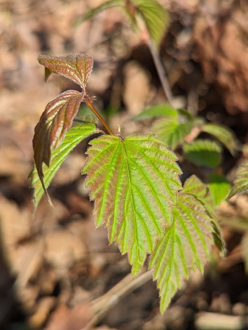 Viburnum rafinesqueanum var. affine photo 2