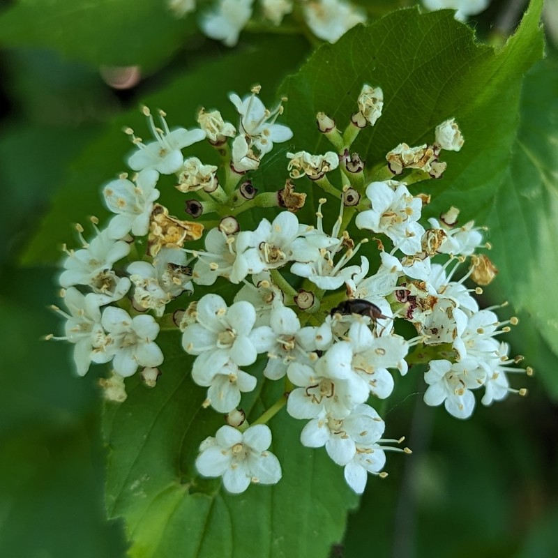 Viburnum rafinesqueanum var. affine photo 3