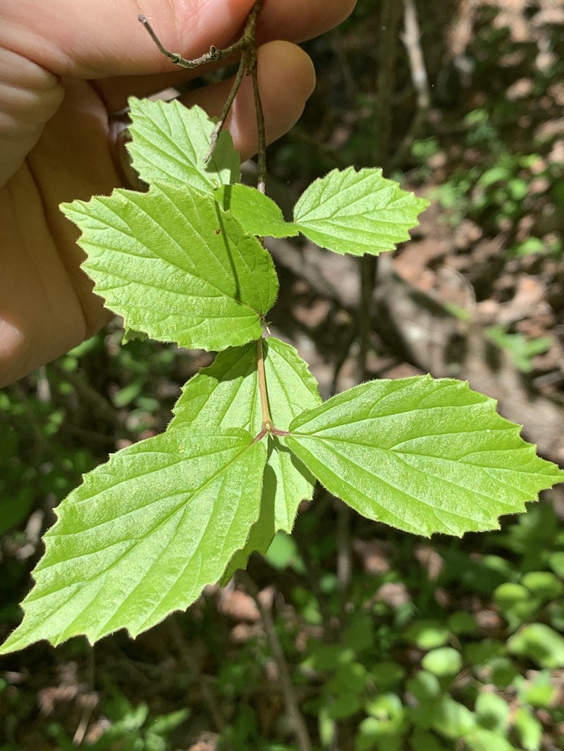 Viburnum rafinesqueanum var. affine photo 4