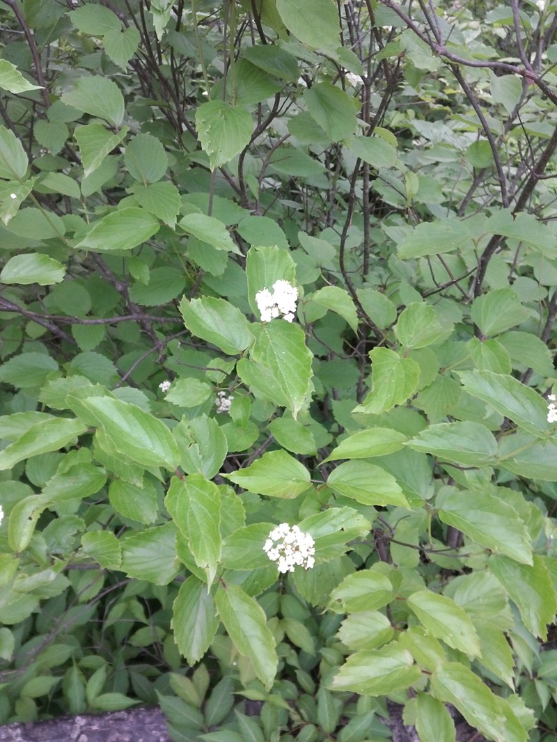 Viburnum rafinesqueanum var. affine photo 5