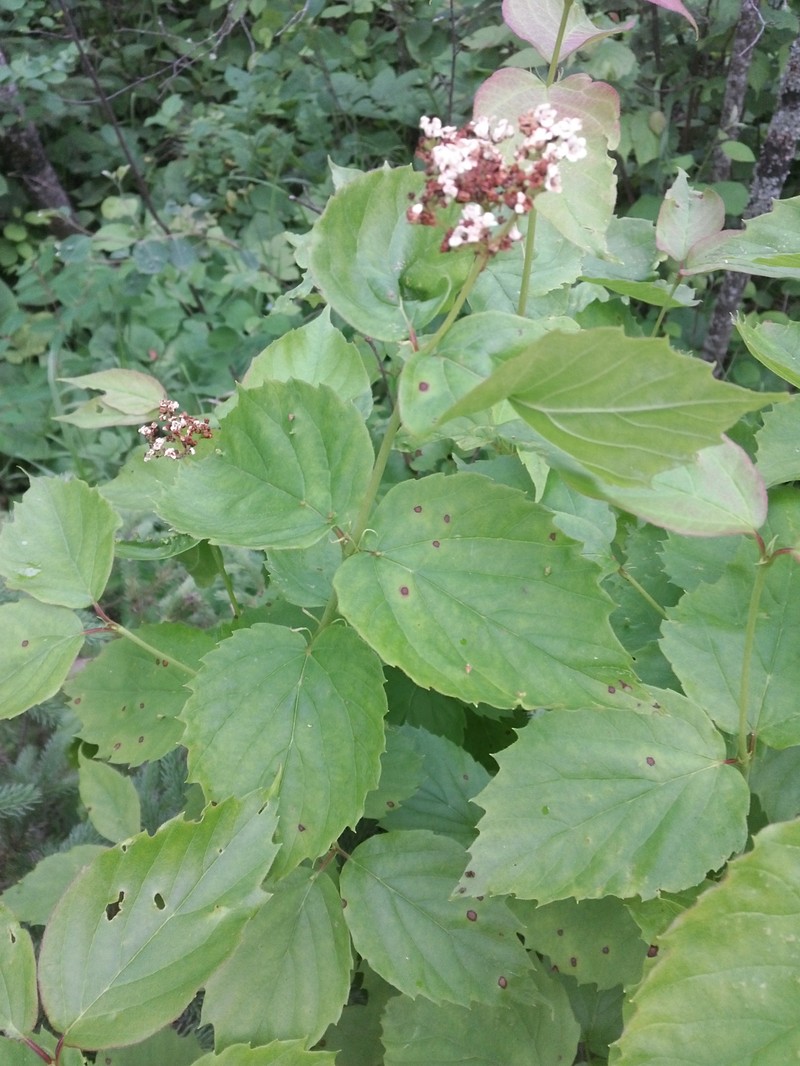 Viburnum rafinesqueanum var. affine photo 6