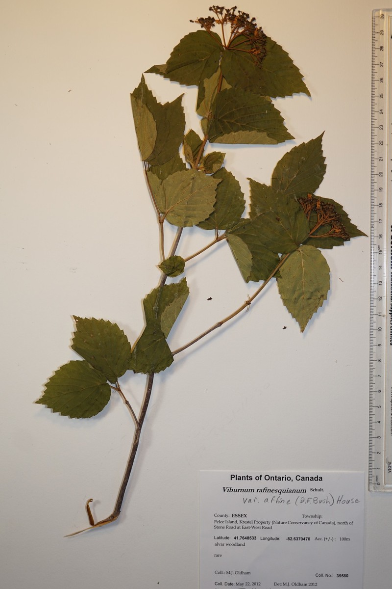 Viburnum rafinesqueanum var. affine photo 7
