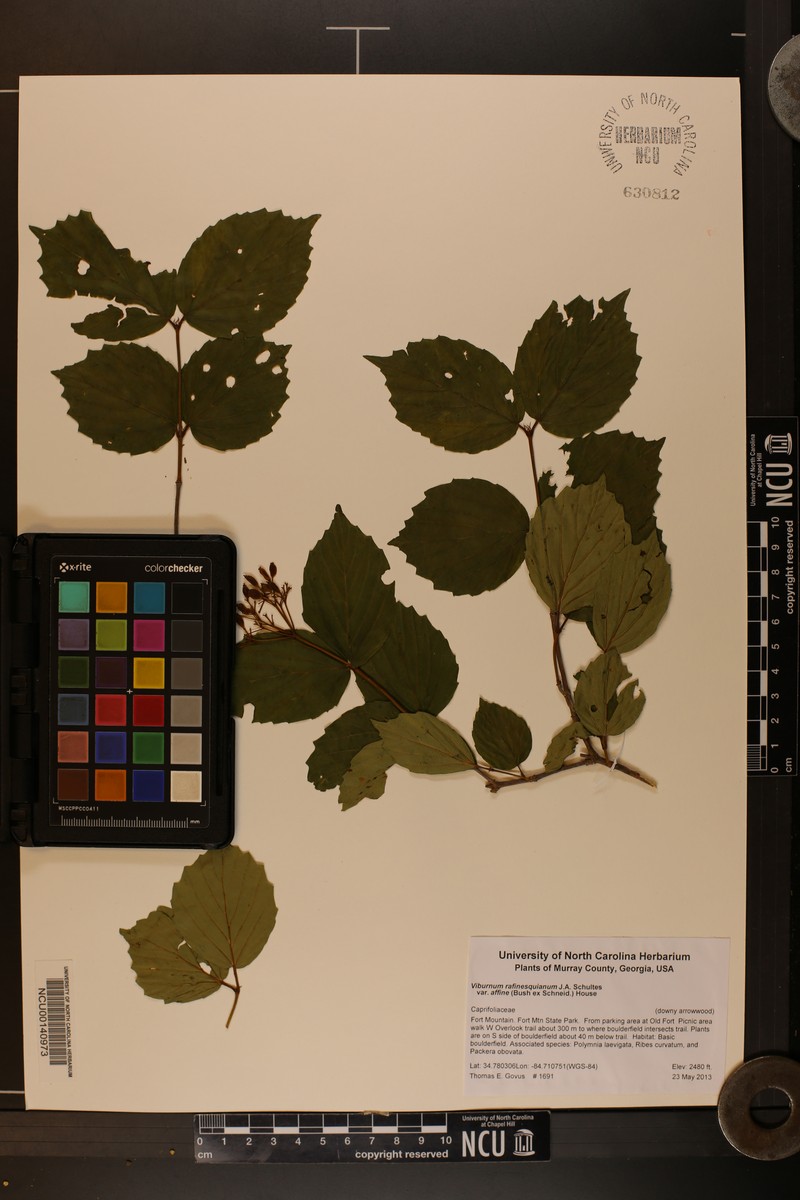 Viburnum rafinesqueanum var. affine photo 8