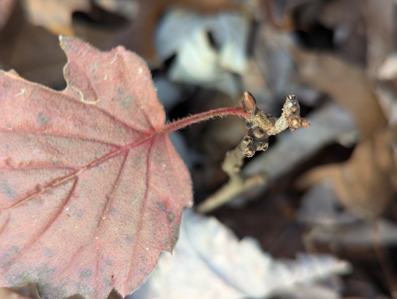 Viburnum rafinesqueanum var. rafinesqueanum