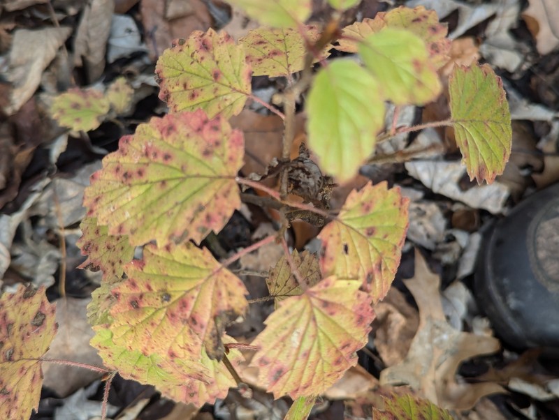 Viburnum rafinesqueanum var. rafinesqueanum photo 2