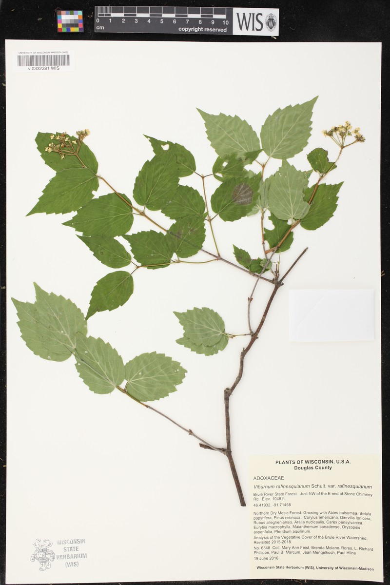 Viburnum rafinesqueanum var. rafinesqueanum photo 3