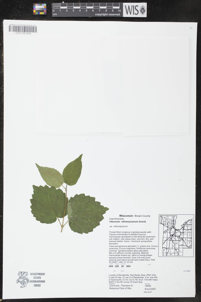 Viburnum rafinesqueanum var. rafinesqueanum photo 4