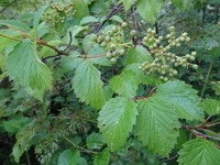 Southern Arrowwood