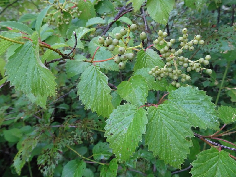 Southern Arrowwood photo 2