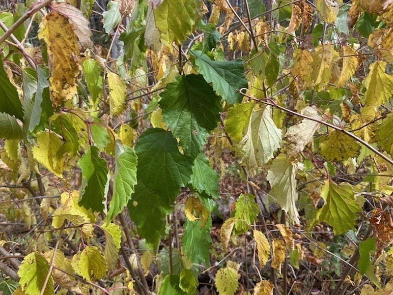 Southern Arrowwood photo 3