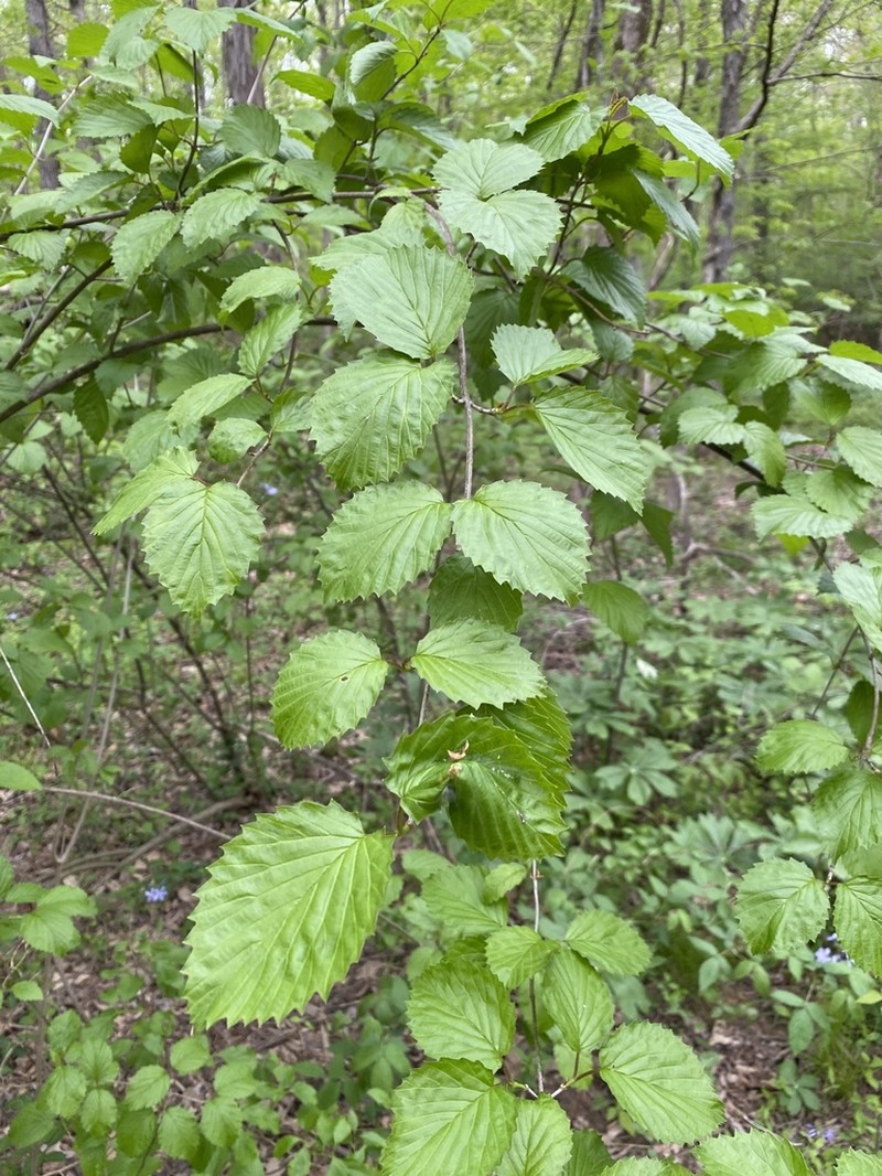 Southern Arrowwood photo 4
