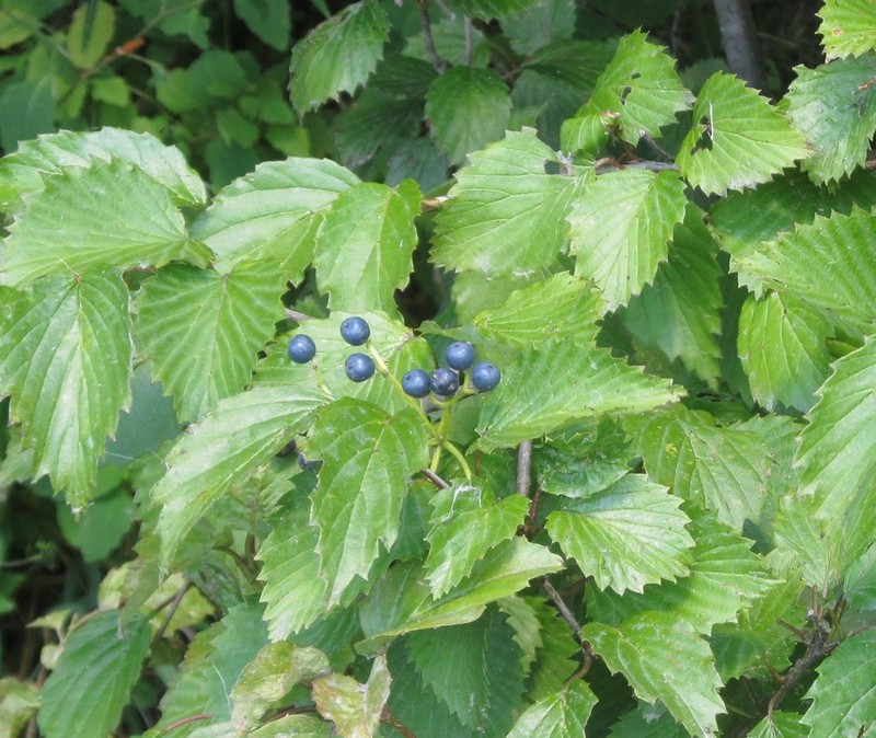 Southern Arrowwood photo 7