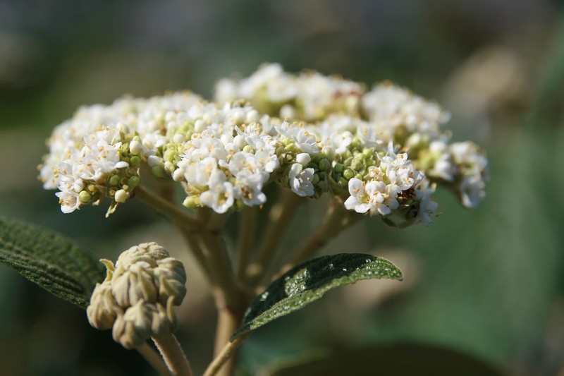 Viburnum photo 2